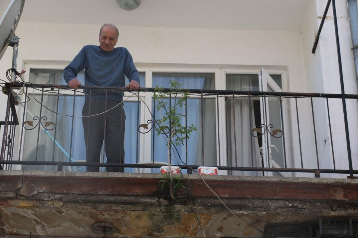 Balkon betonundan çıkan ağaç görenleri hayrete düşürüyor 3