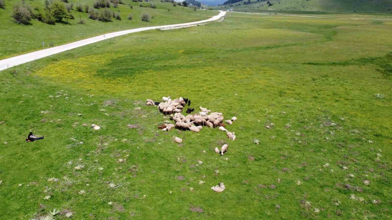 Sürünün peşinde 40 yıl geçirdi Her gün kilometrelerce yol kat ediyor3