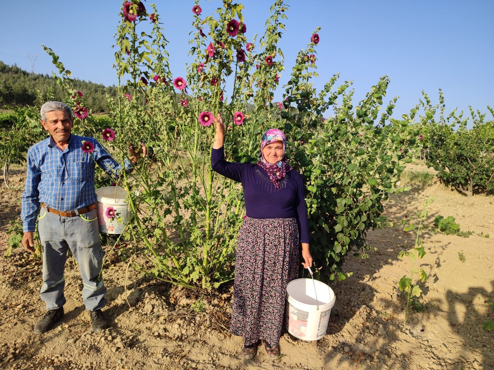 Yol kenarında yetişiyor ekmek kapısı oluyor. Hasadı başladı kilosu 90 TL-2