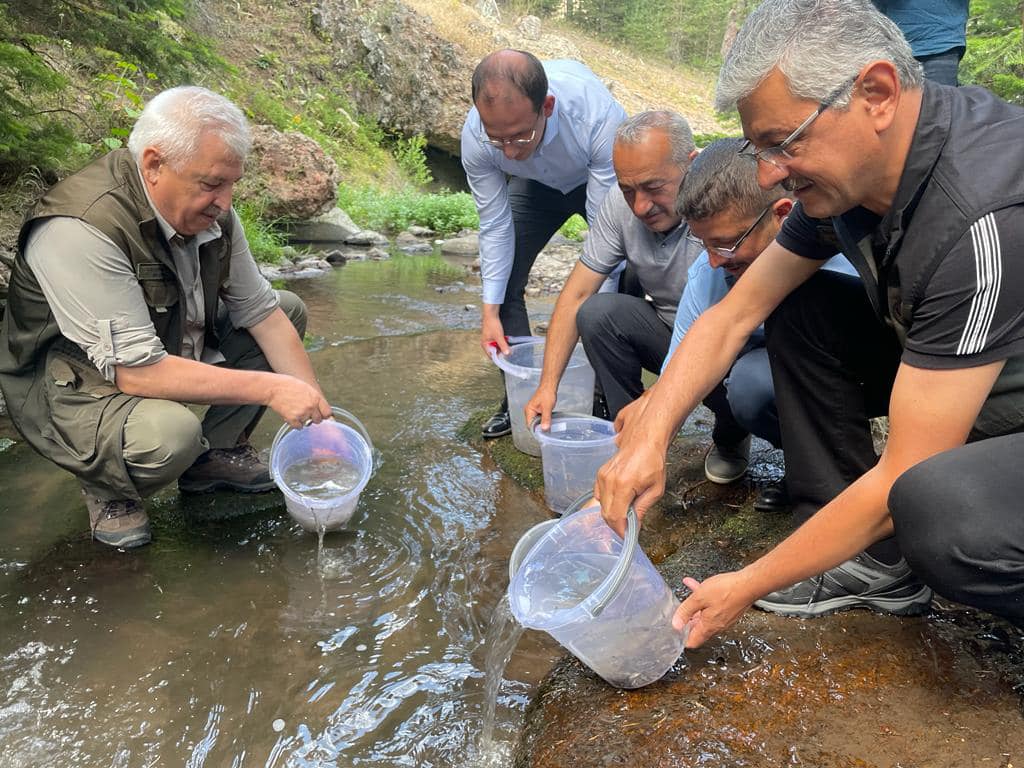 Bolu Dörtdivan’da alabalık bereketi 2