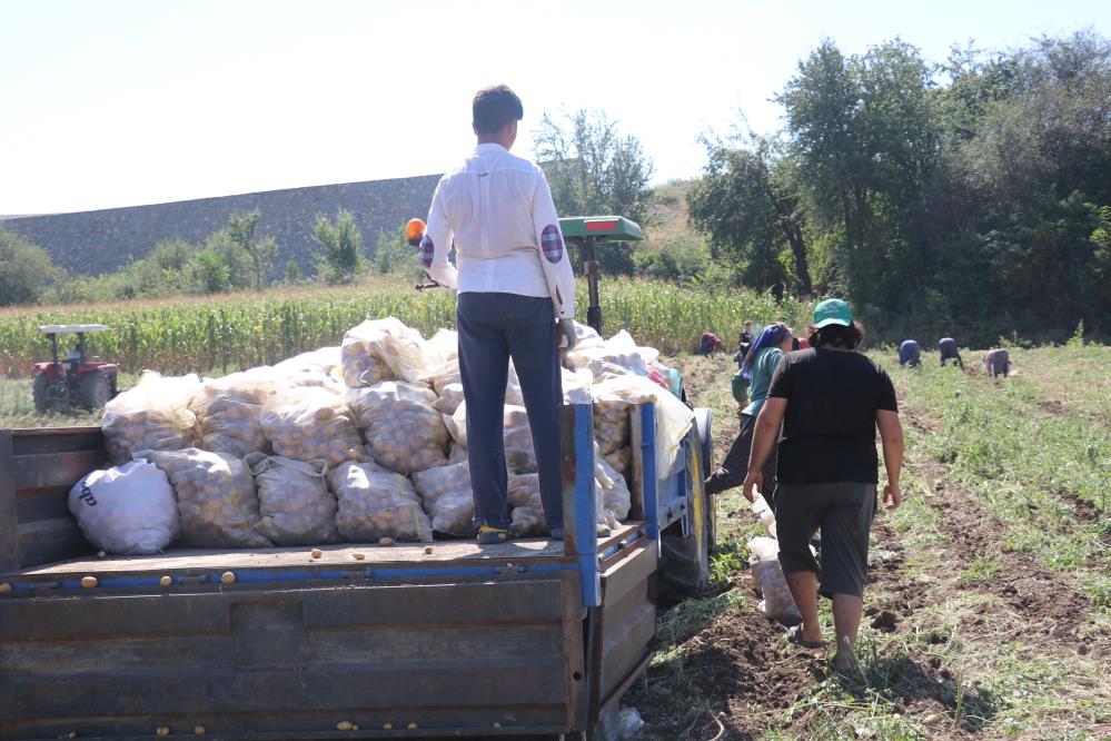 Bolu’da patates hasadı başladı-2