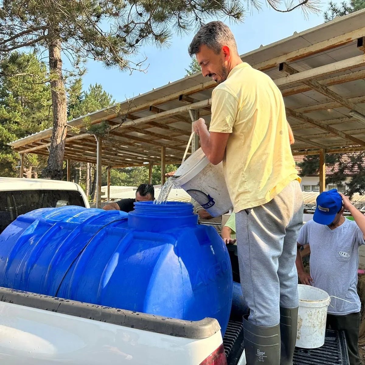 Bolu’da yavru pullu sazan balığı üretimi devam ediyor-1