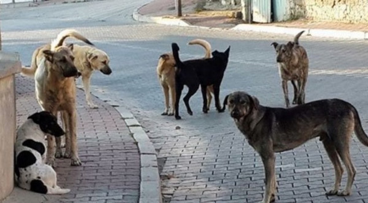 sokak köpekleri