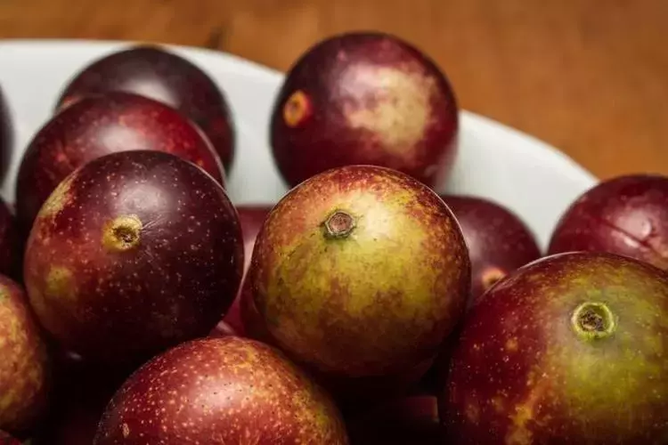 Limondan 60 kat fazla C vitamini içeriyor! Ormanlarda kendiliğinden yetişiyor-2