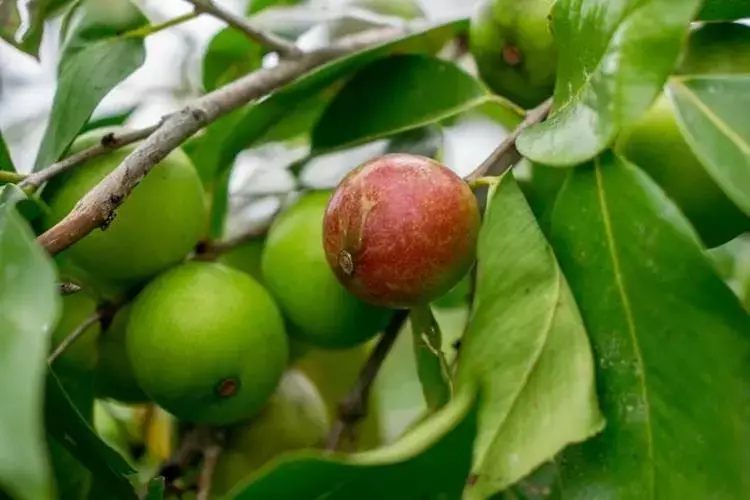 Limondan 60 kat fazla C vitamini içeriyor! Ormanlarda kendiliğinden yetişiyor-5