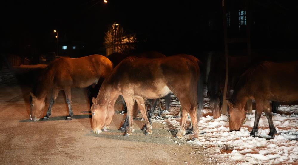 Aç Kalan Yılkı Atları Bolu Şehir Merkezine İndi-1