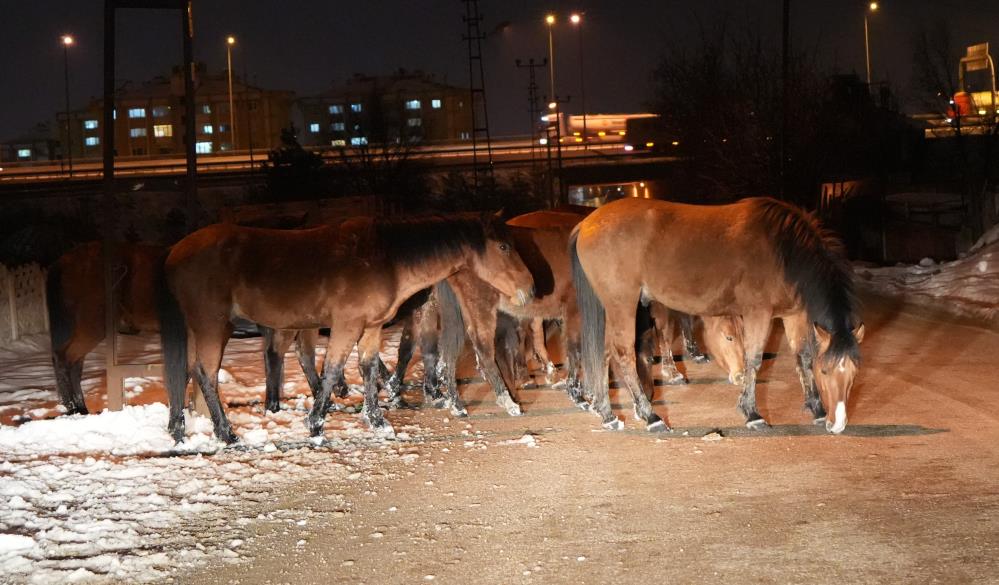 Aç Kalan Yılkı Atları Bolu Şehir Merkezine İndi-2