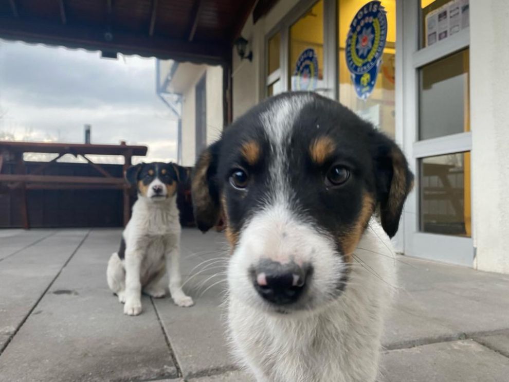 Anne Köpek Yavrularını Polise Emanet Etti. Yavrulara Bolu Polisi Sahip Çıktı.-1