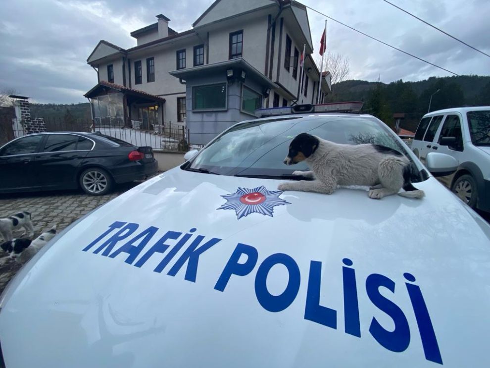 Anne Köpek Yavrularını Polise Emanet Etti. Yavrulara Bolu Polisi Sahip Çıktı.-2