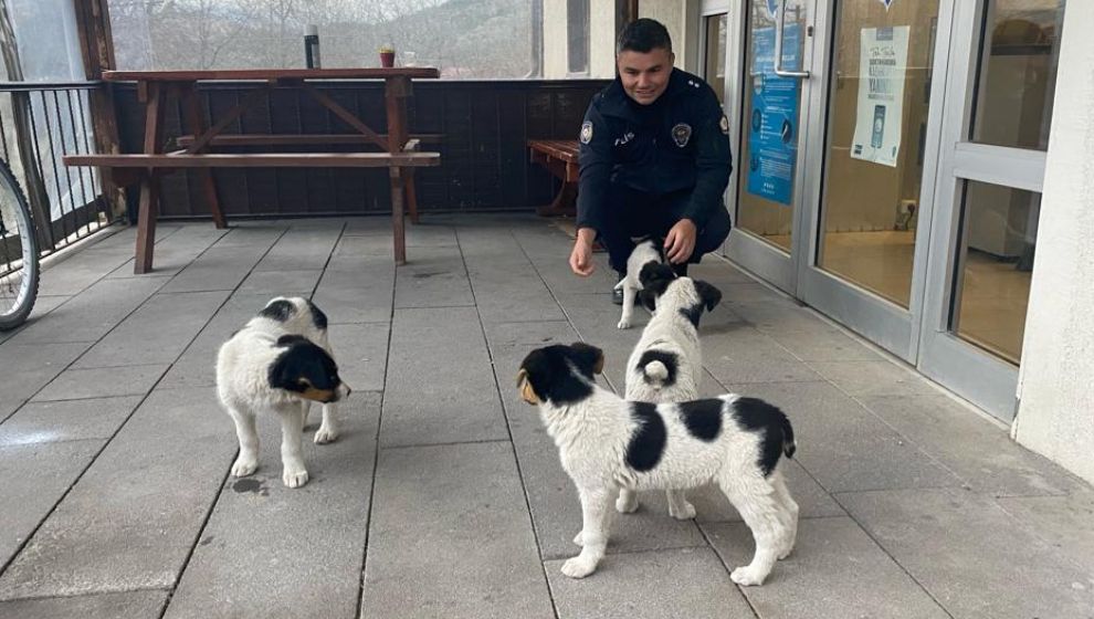 Anne Köpek Yavrularını Polise Emanet Etti. Yavrulara Bolu Polisi Sahip Çıktı.-3