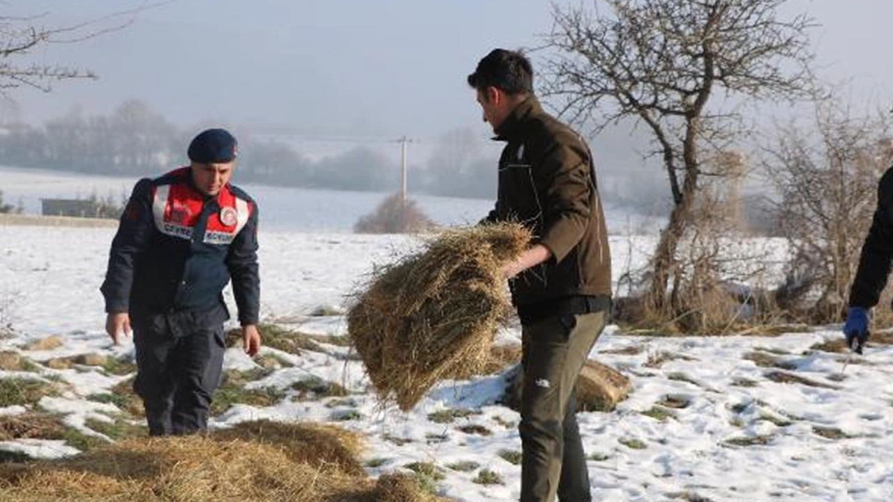 Bolu'da Yılkı Atları Için Karla Kaplı Yaylalara Yem Bırakıldı