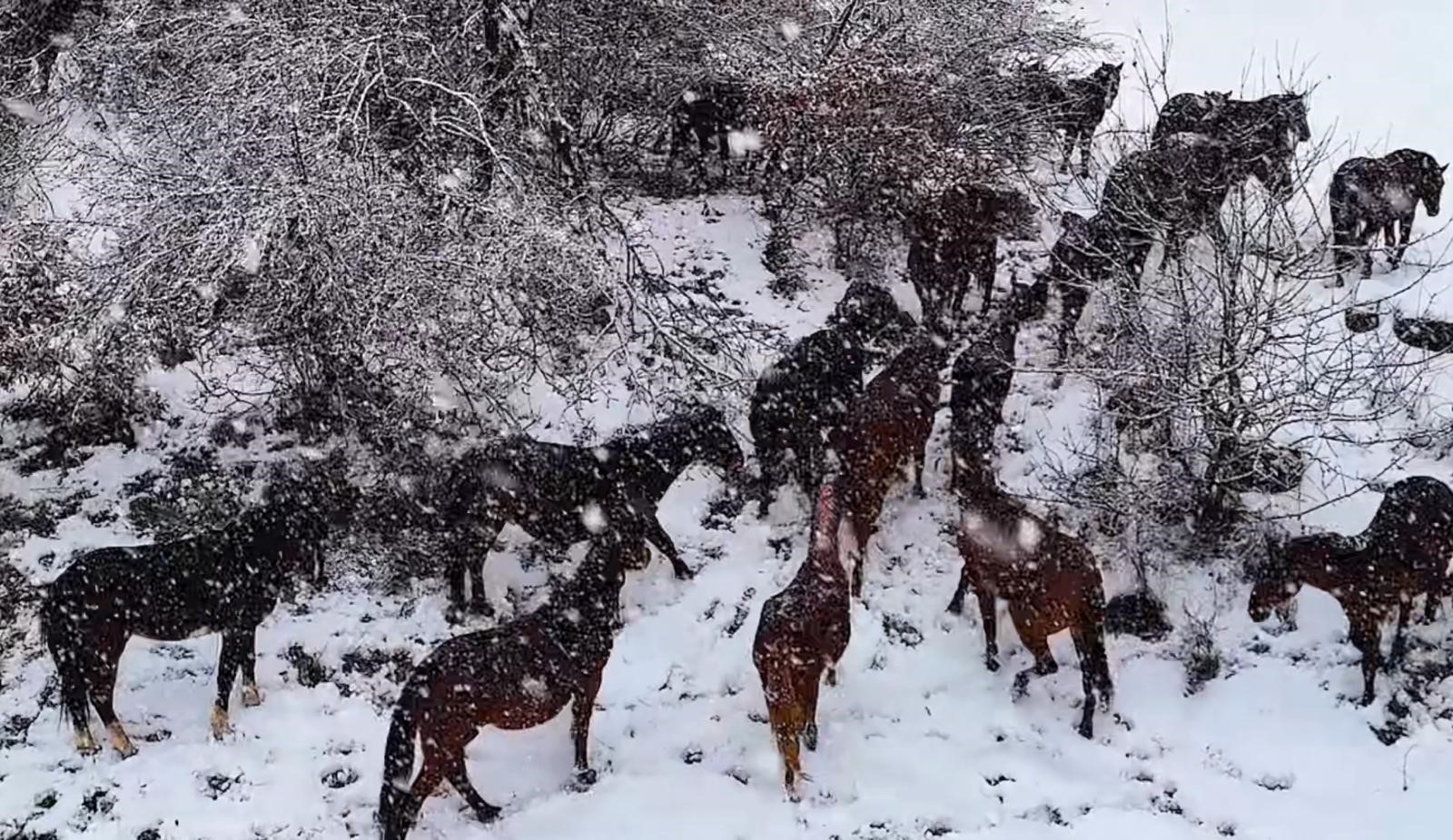 Bolu'nun Meşhur At Yaylası'nda Büyüleyici Anlar Vahşi Yılkı Atları Havadan Görüntülendi (1)