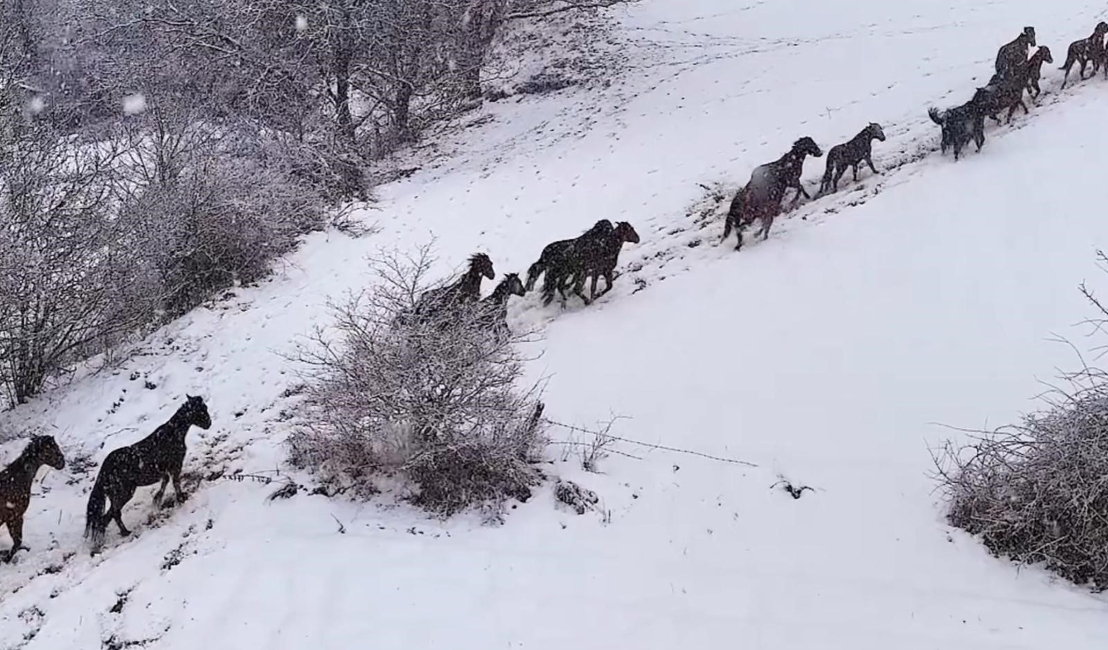 Bolu'nun Meşhur At Yaylası'nda Büyüleyici Anlar Vahşi Yılkı Atları Havadan Görüntülendi (3)