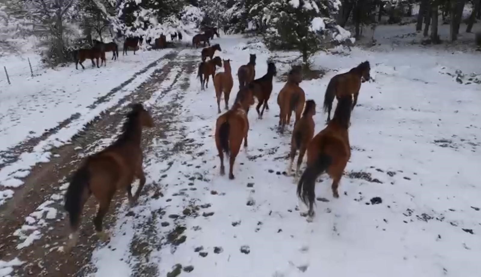 Bolu'nun Meşhur At Yaylası'nda Büyüleyici Anlar Vahşi Yılkı Atları Havadan Görüntülendi (6)