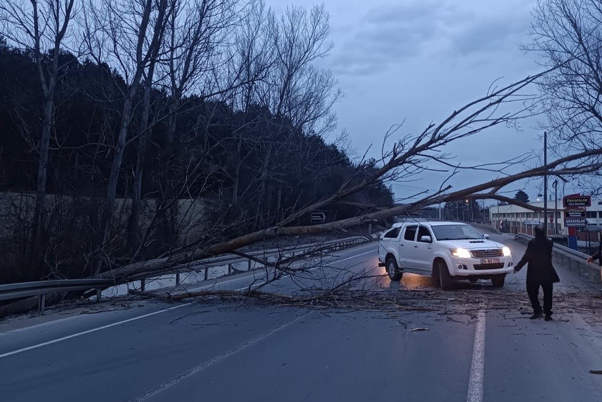 Bolu Mudurnu Karayolunda Ağaç Devrilerek Yolu Trafiğe Kapattı (1)