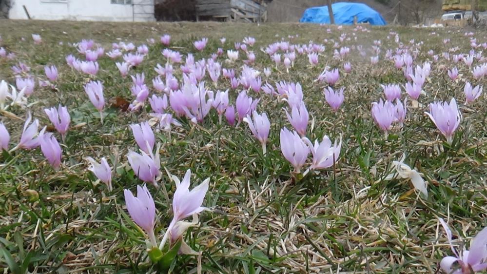 Bolu'da Şaşırtıcı Güzellik