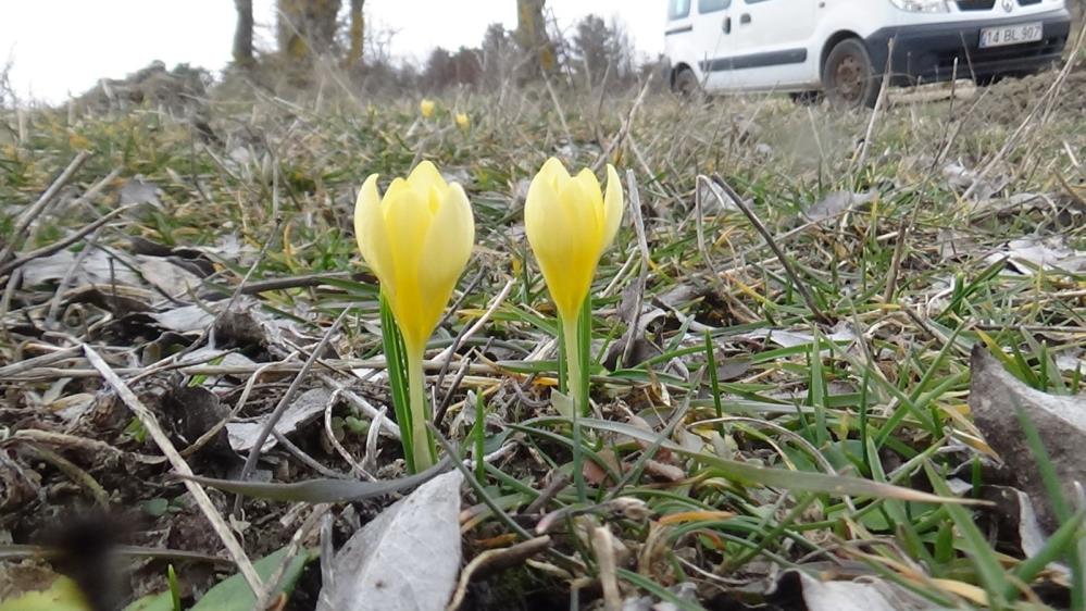 Bolu'da Şaşırtıcı Güzellik6