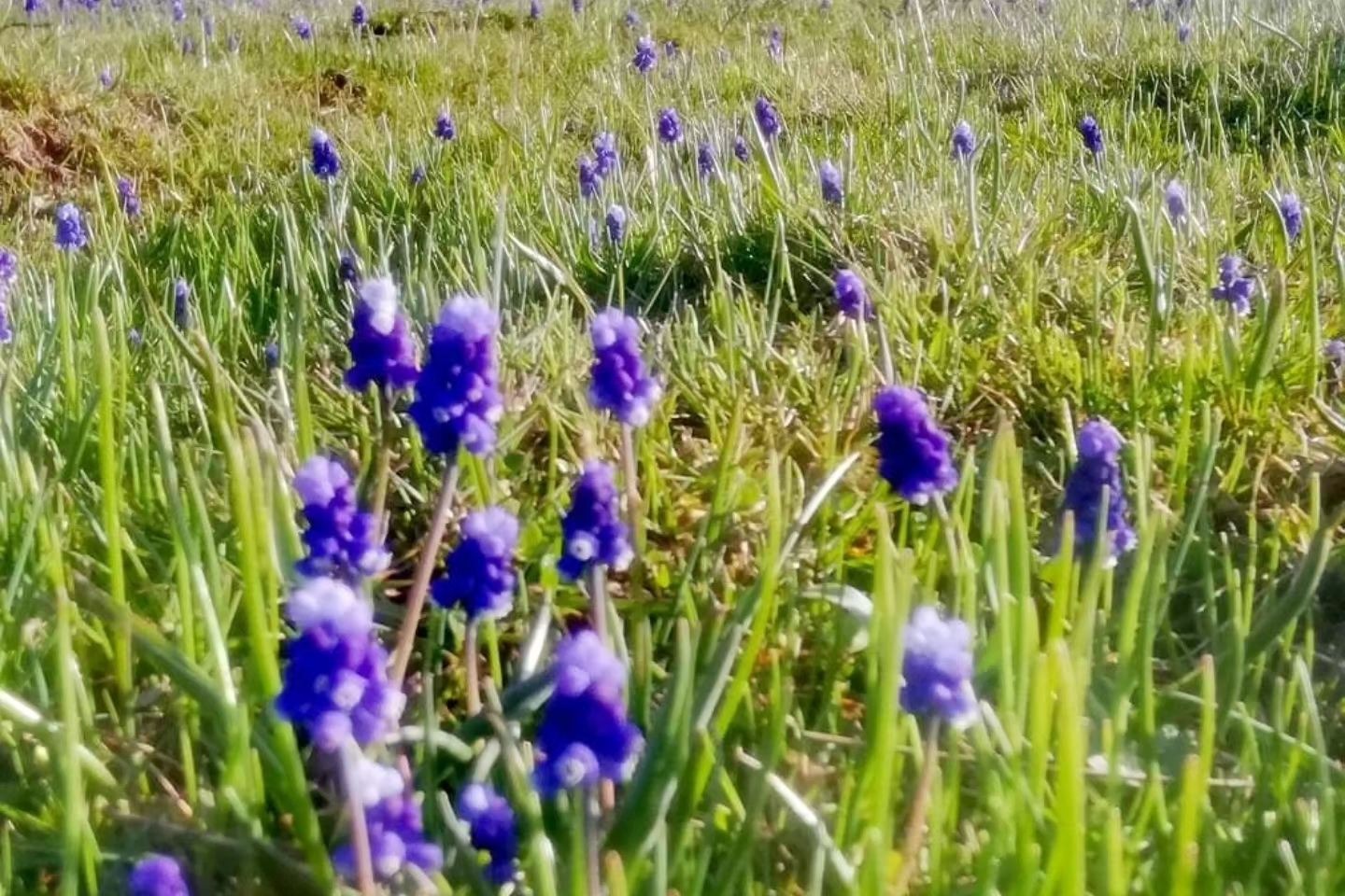 Bayram Tatilinde Bolu'nun Yaylaları Tercih Edildi!3