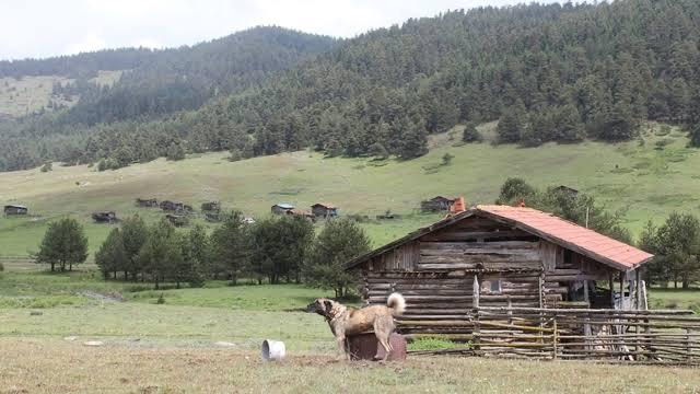 Yaylalara Göç Başladı2