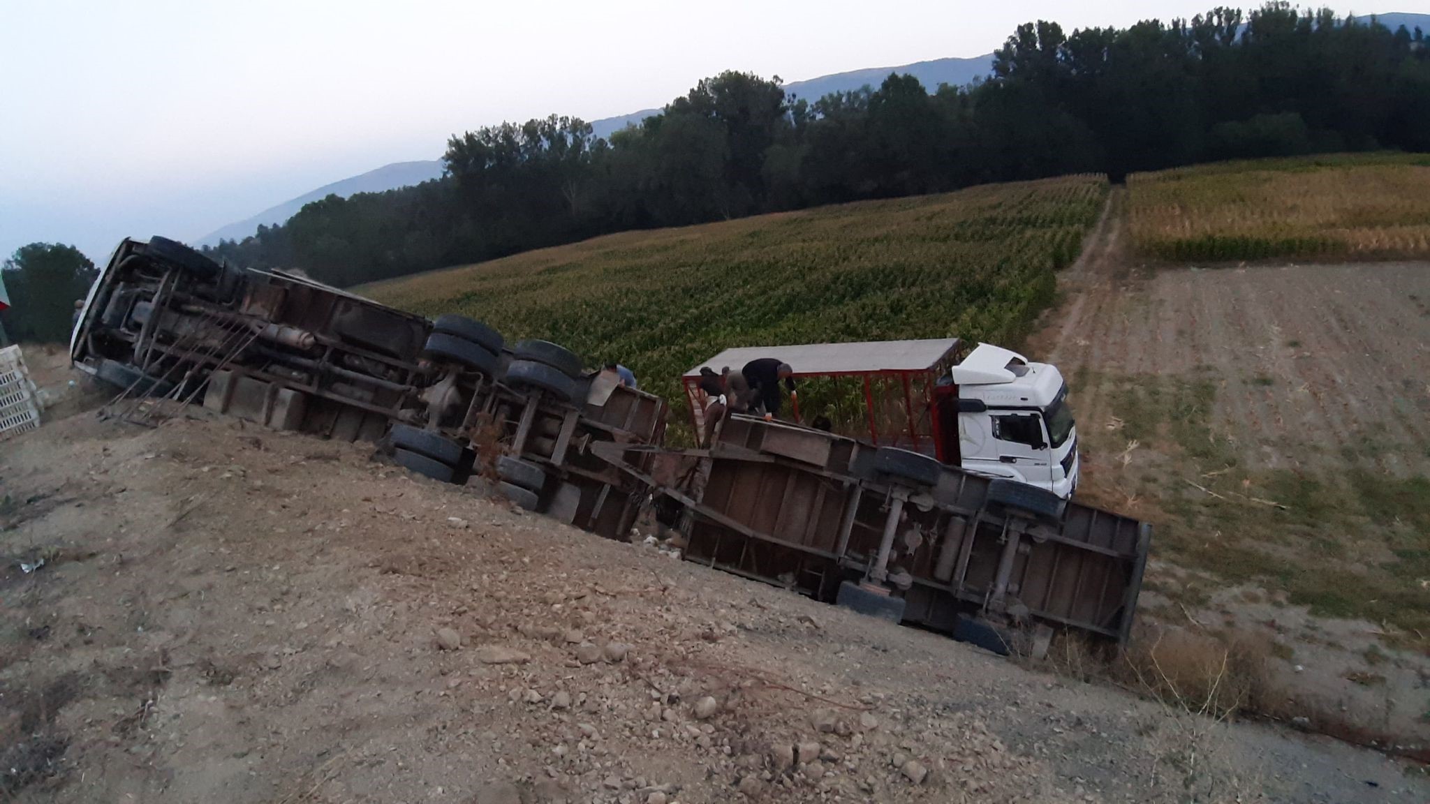 2 Bin 500 Canlı Tavuk Yüklü Kamyon Virajı Alamayarak Devrildi (1)