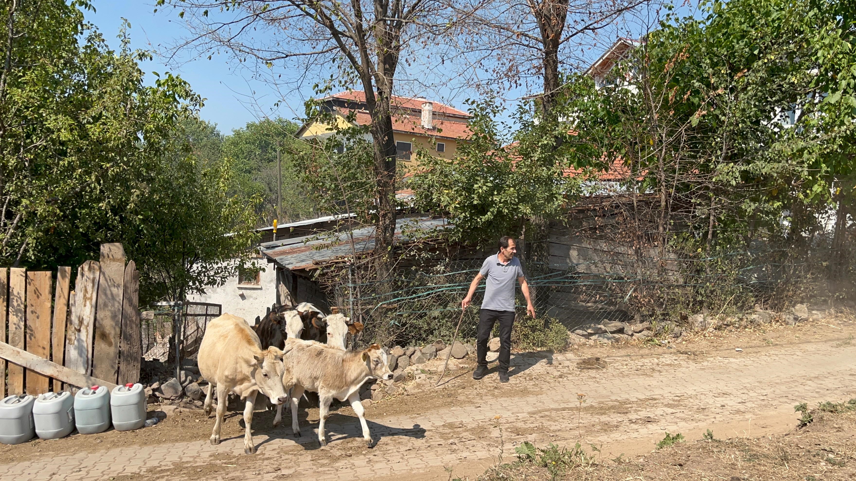 Gerede Yangını Ankara Hayyanlarını Böyle Kaçırdışar (3)