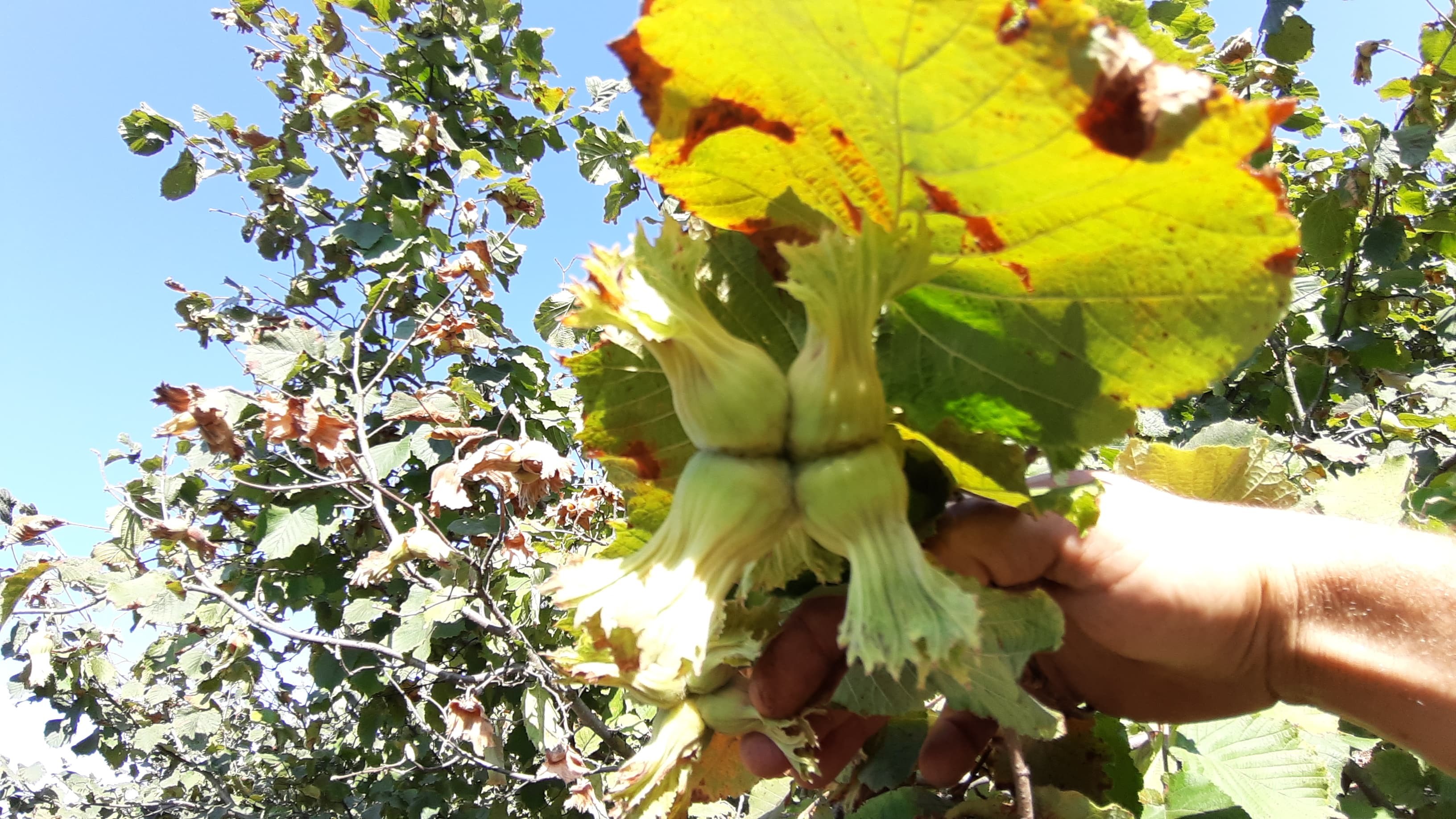 Mudurnu Fındık Hasadı Başladı (2)