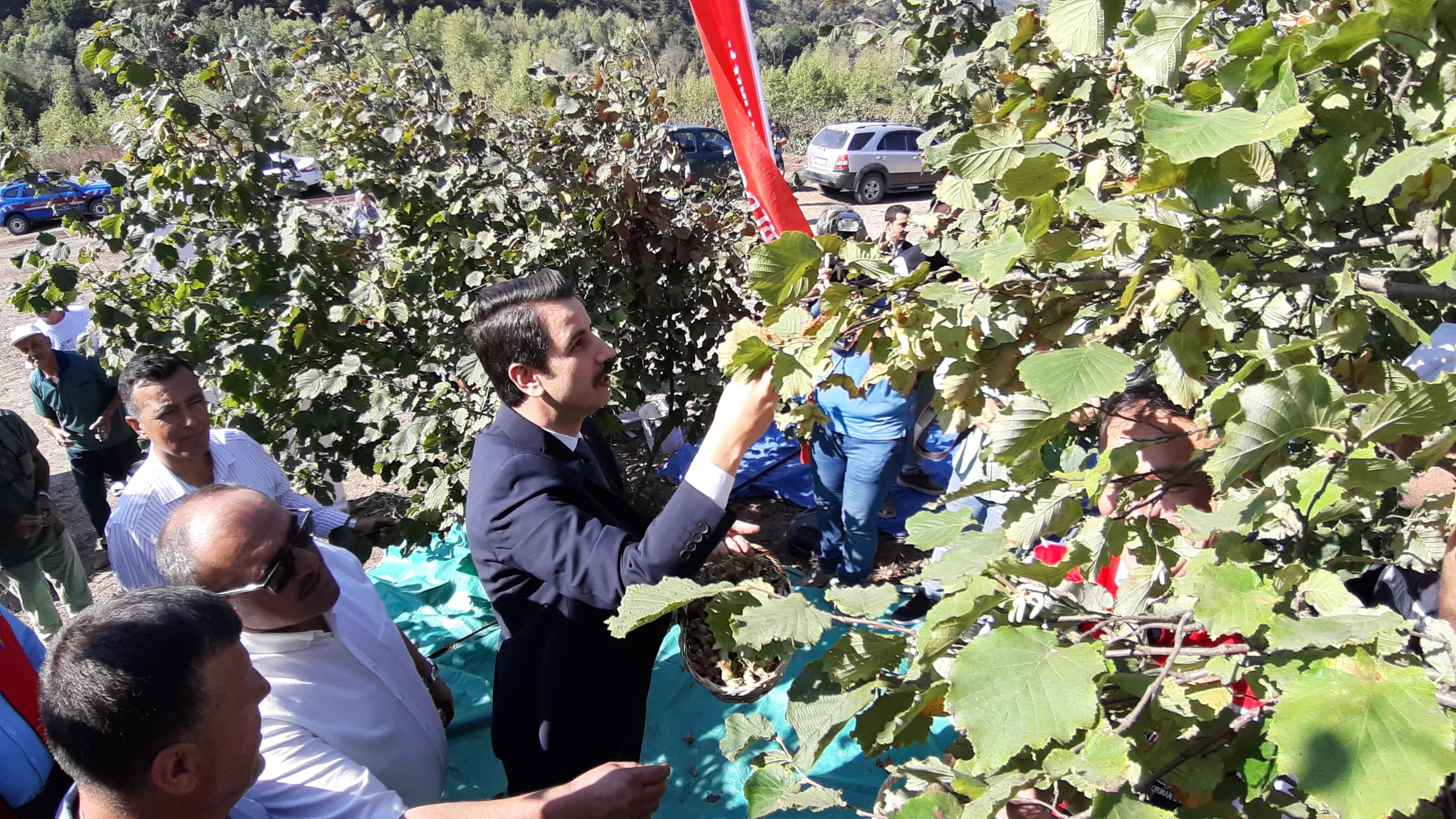 Mudurnu Fındık Hasadı Başladı (5)