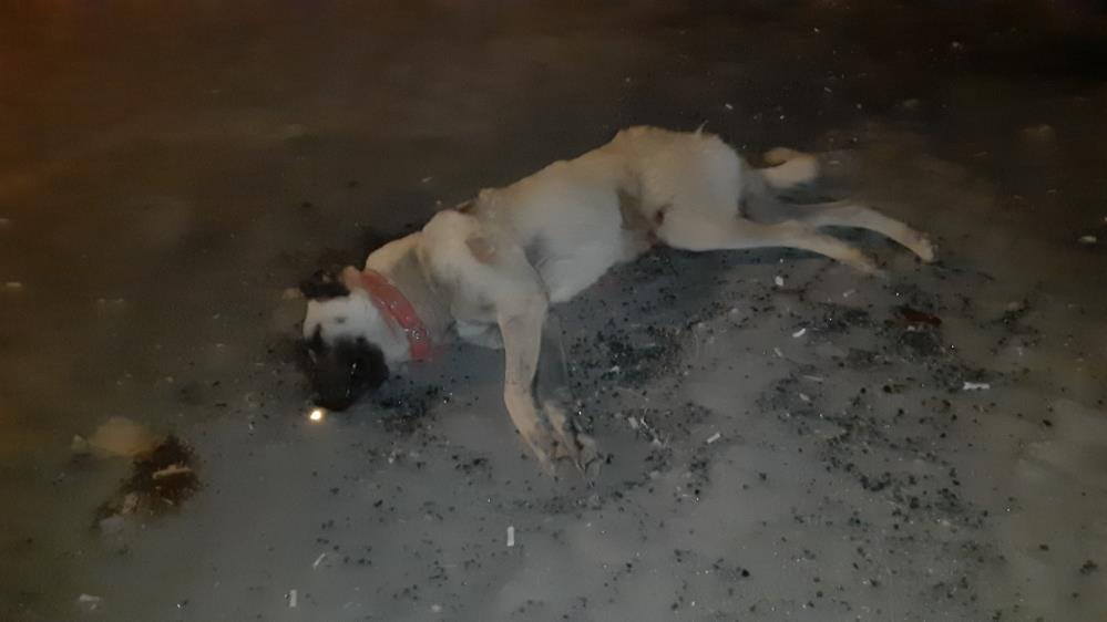 Köpeğe Çarpan Motosiklet Devrildi, Sürücü Yaralandı7