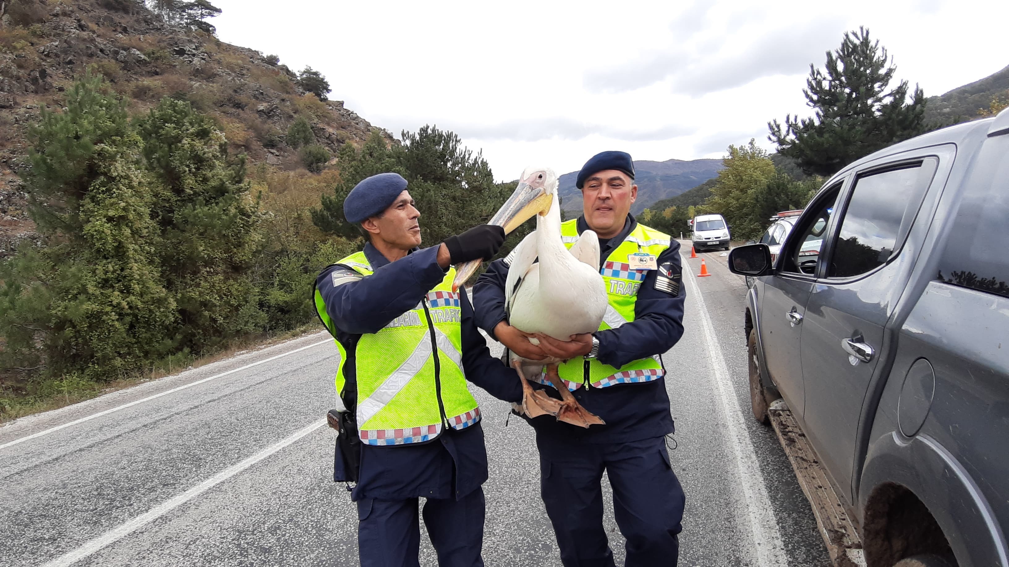 Devriye Atan Jandarma Pelikan Kuşu Buldu Hamsiyle Beslediler (1)