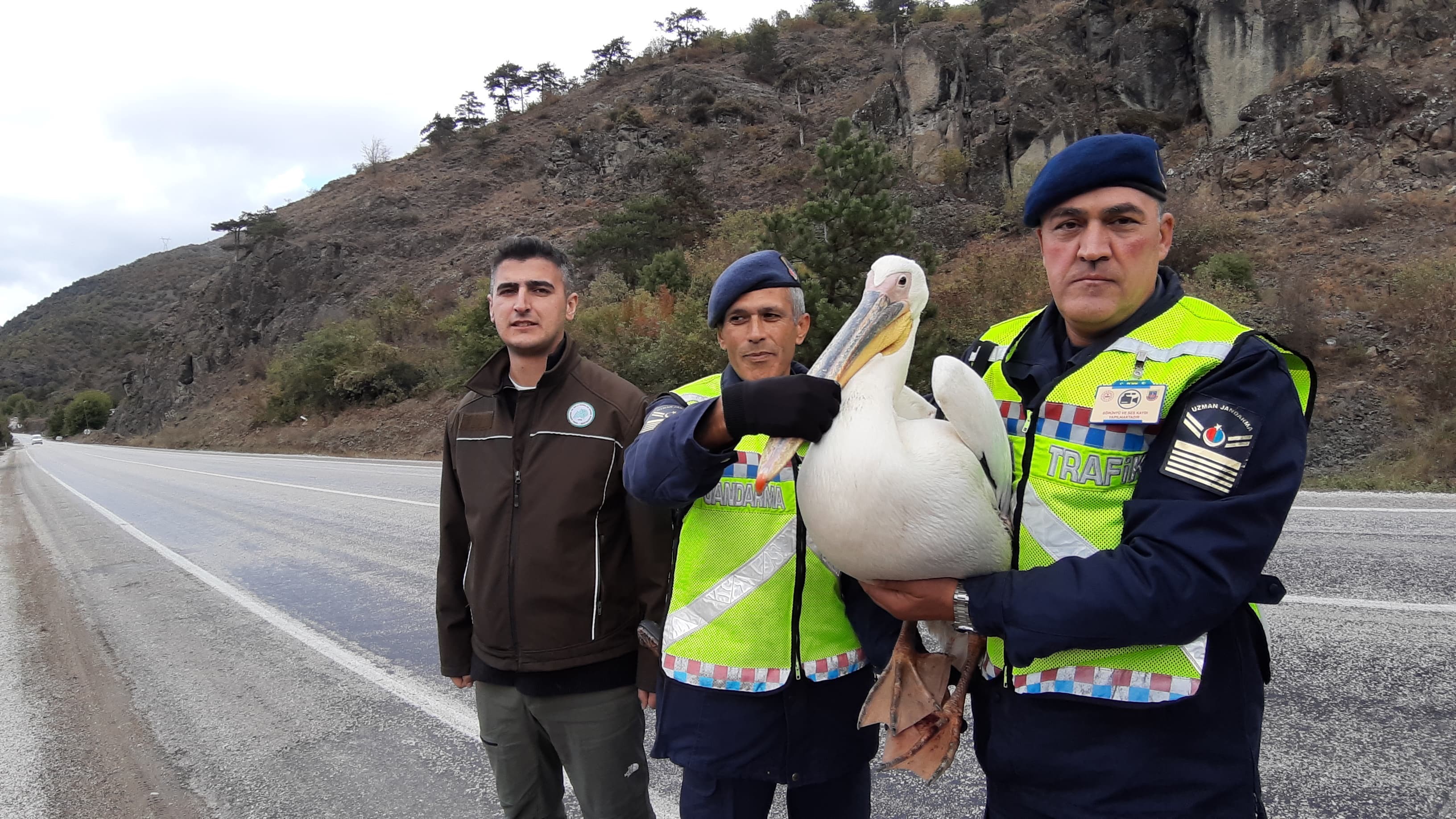 Devriye Atan Jandarma Pelikan Kuşu Buldu Hamsiyle Beslediler (2)