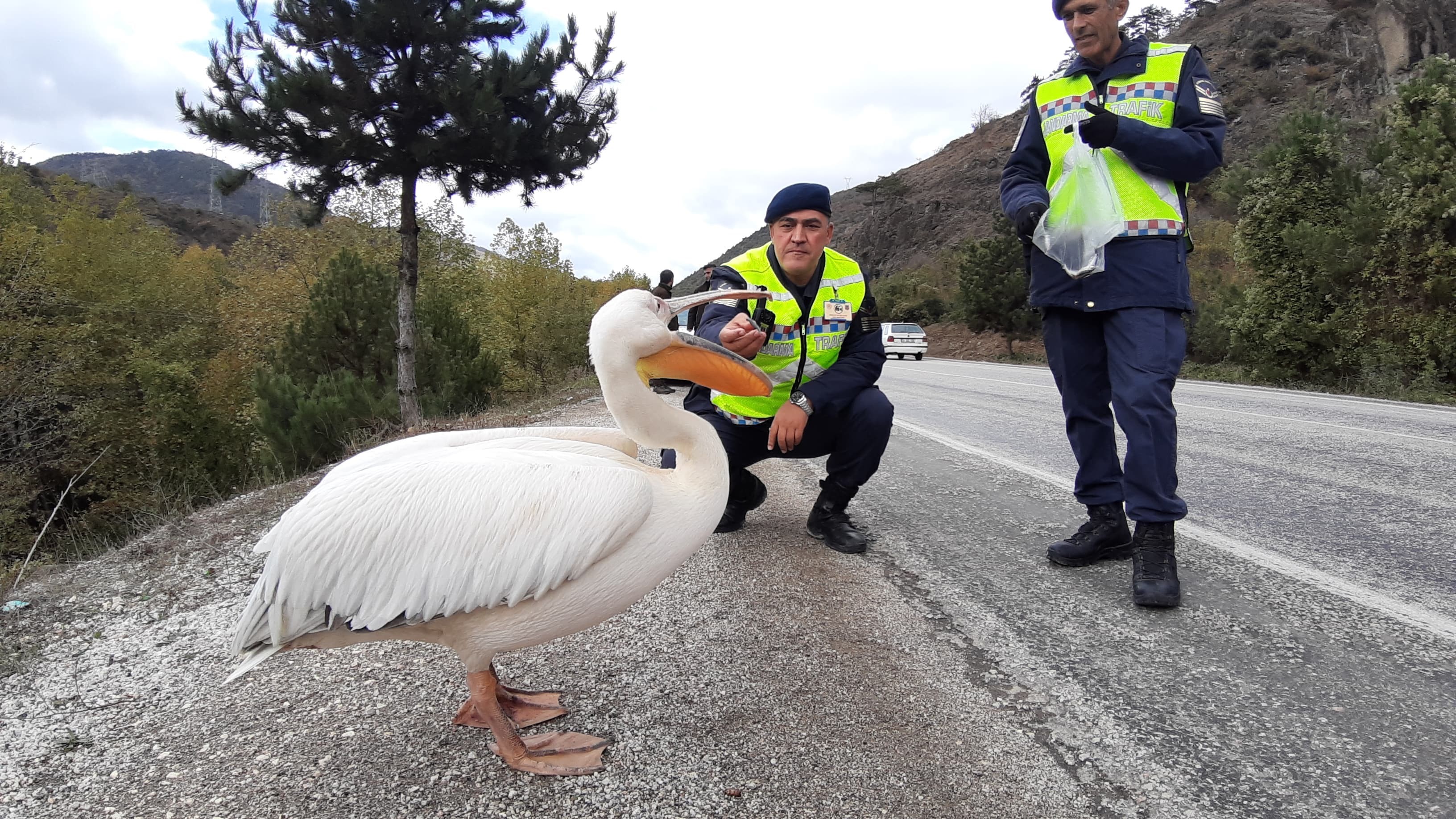 Devriye Atan Jandarma Pelikan Kuşu Buldu Hamsiyle Beslediler (3)