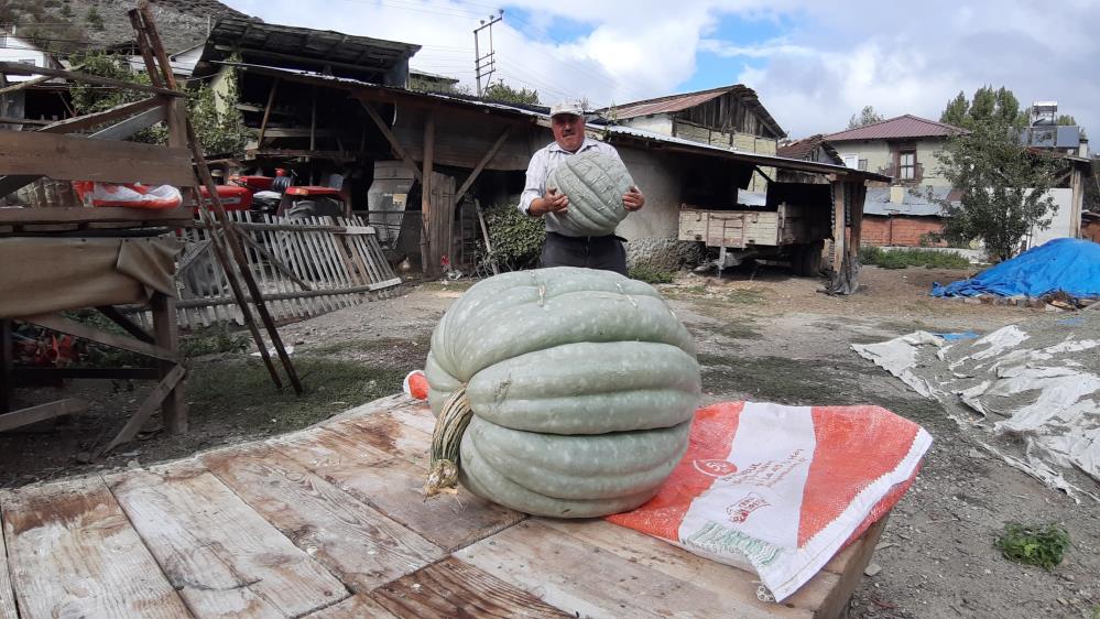 Hayvan Gübresiyle Yetiştirilen Bal Kabağı 40 Kilogram Oldu