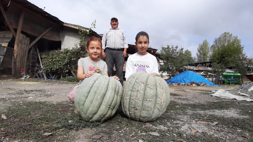 Hayvan Gübresiyle Yetiştirilen Bal Kabağı 40 Kilogram Oldu2