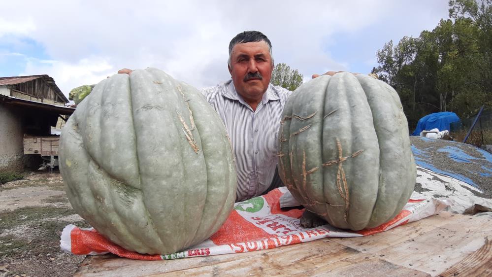 Hayvan Gübresiyle Yetiştirilen Bal Kabağı 40 Kilogram Oldu3