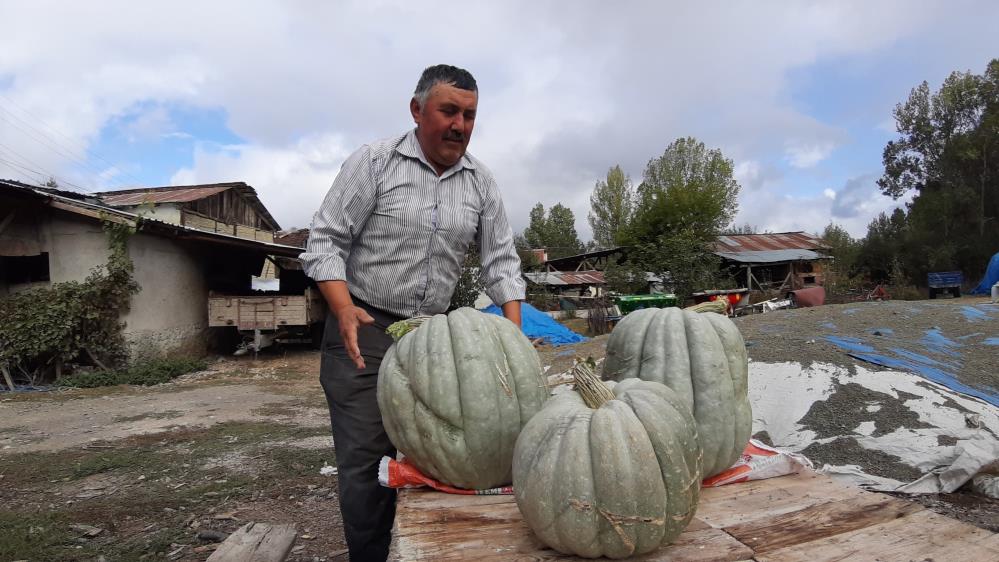 Hayvan Gübresiyle Yetiştirilen Bal Kabağı 40 Kilogram Oldu4