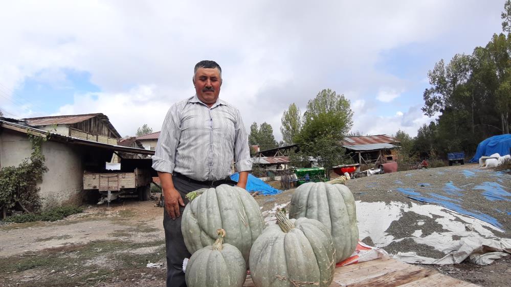 Hayvan Gübresiyle Yetiştirilen Bal Kabağı 40 Kilogram Oldu5