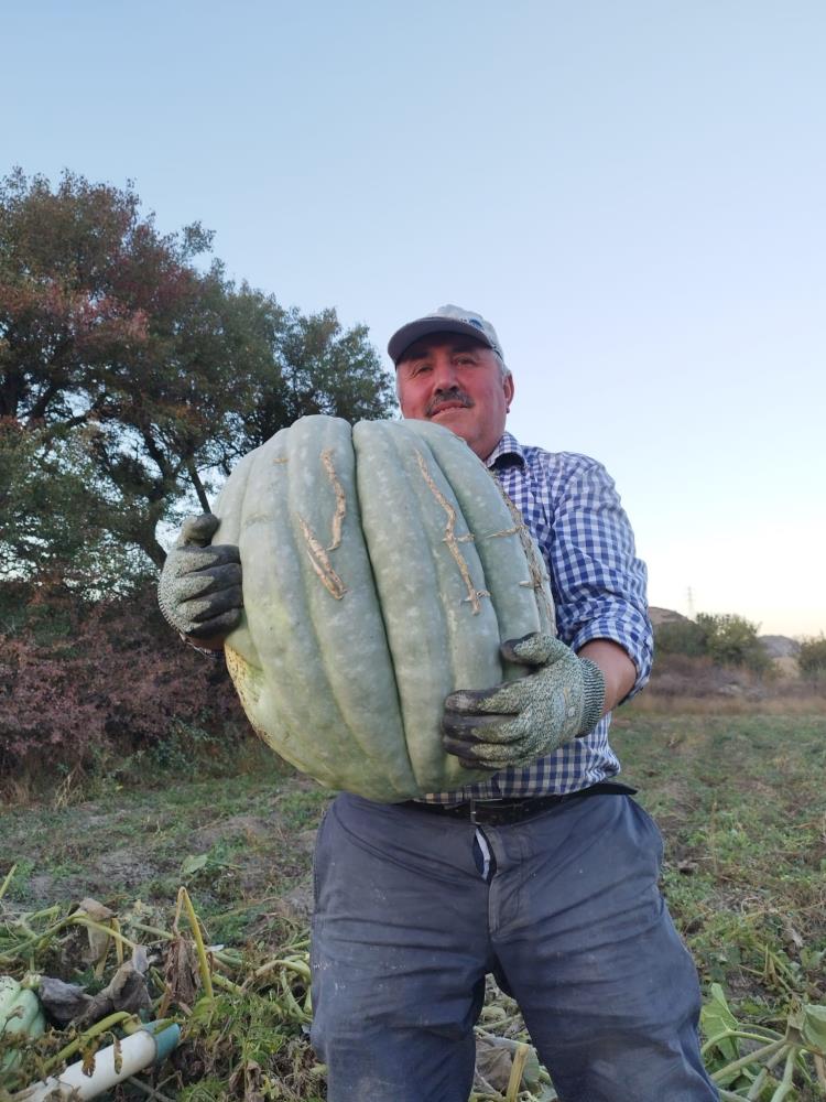 Hayvan Gübresiyle Yetiştirilen Bal Kabağı 40 Kilogram Oldu7