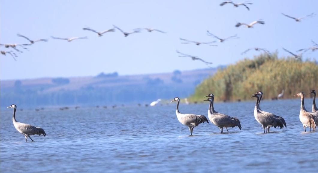 Turnalar Bolu’da Mola Verdi (3)