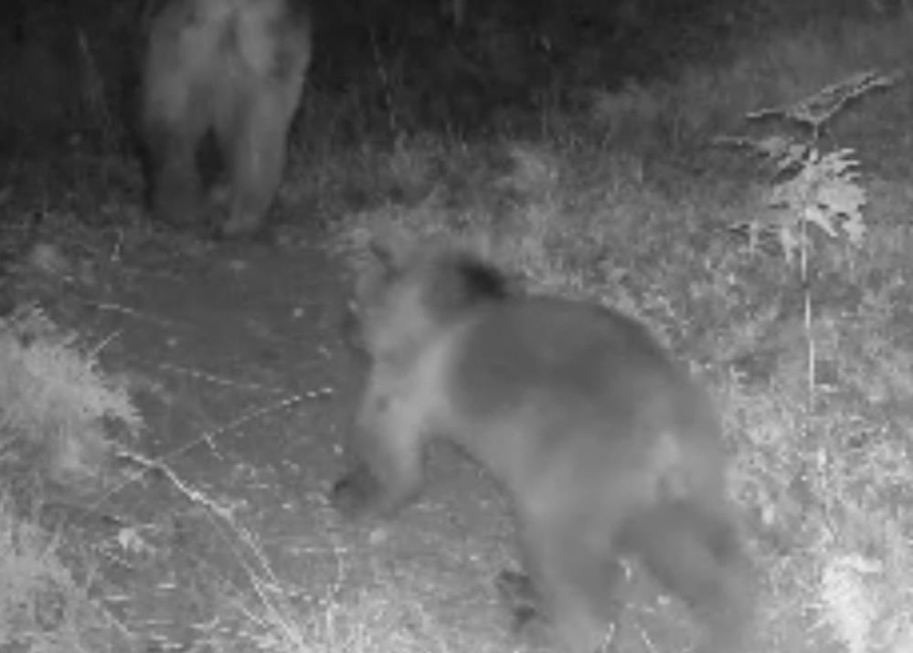 Bolu'da Yaban Hayatı Fotokapanlara Yansıdı2