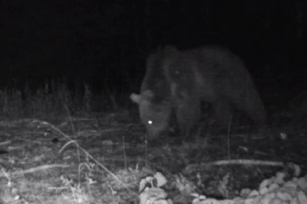 Bolu'da Yaban Hayatı Fotokapanlara Yansıdı4