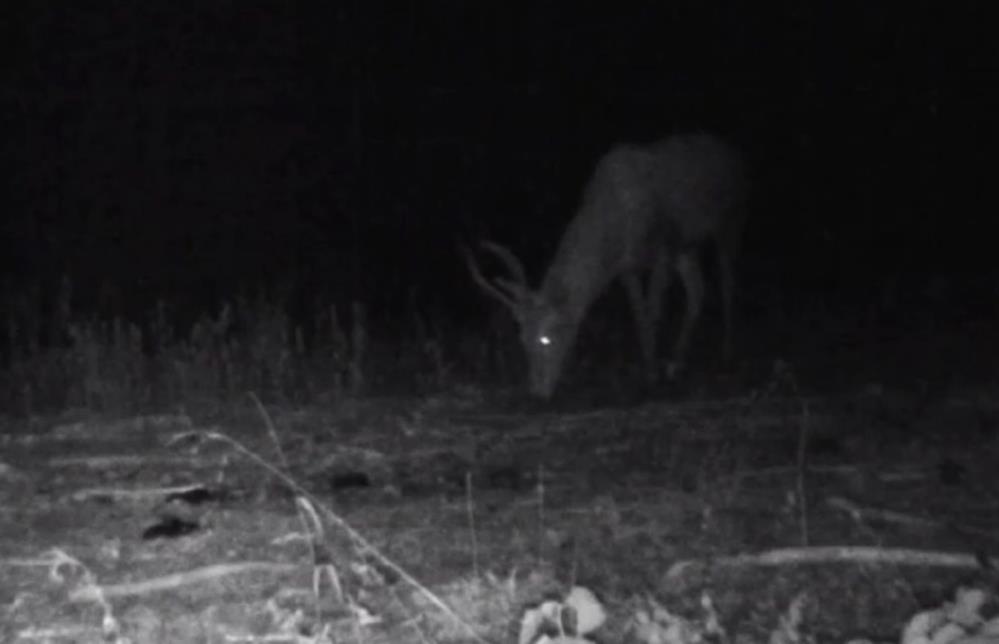 Bolu'da Yaban Hayatı Fotokapanlara Yansıdı6