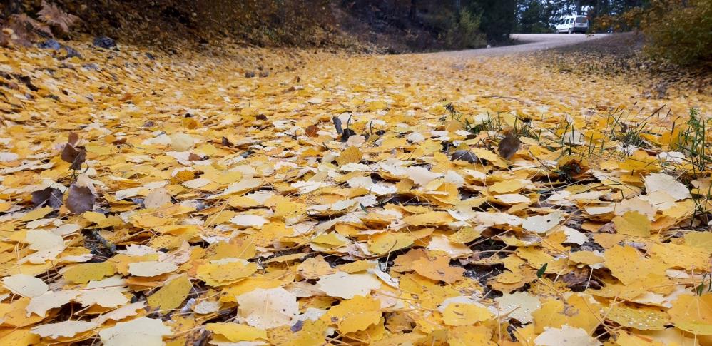 Bolu'nun Dağlarında Kış Öncesi Sonbahar Güzelliği6