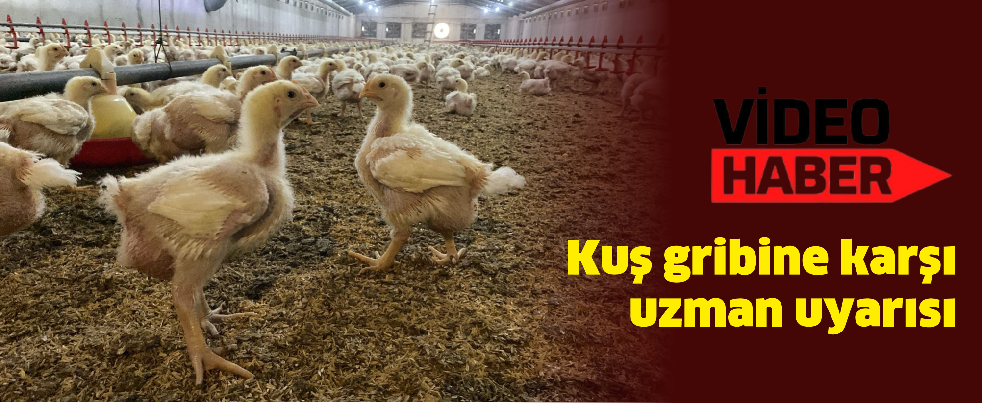 Kuş gribine karşı uzman uyarısı