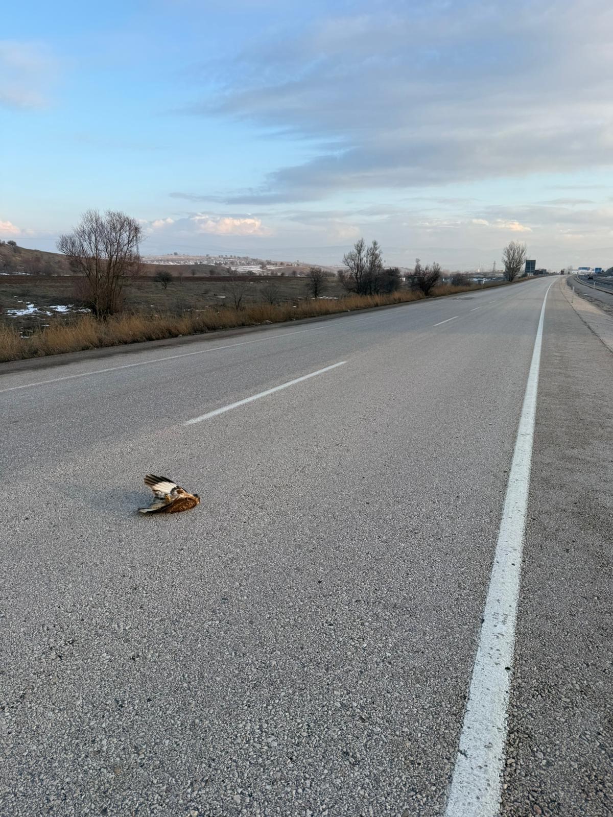 Duyarlı Vatandaşlar Kızıl Şahinin Hayatını Kurtardı (5)