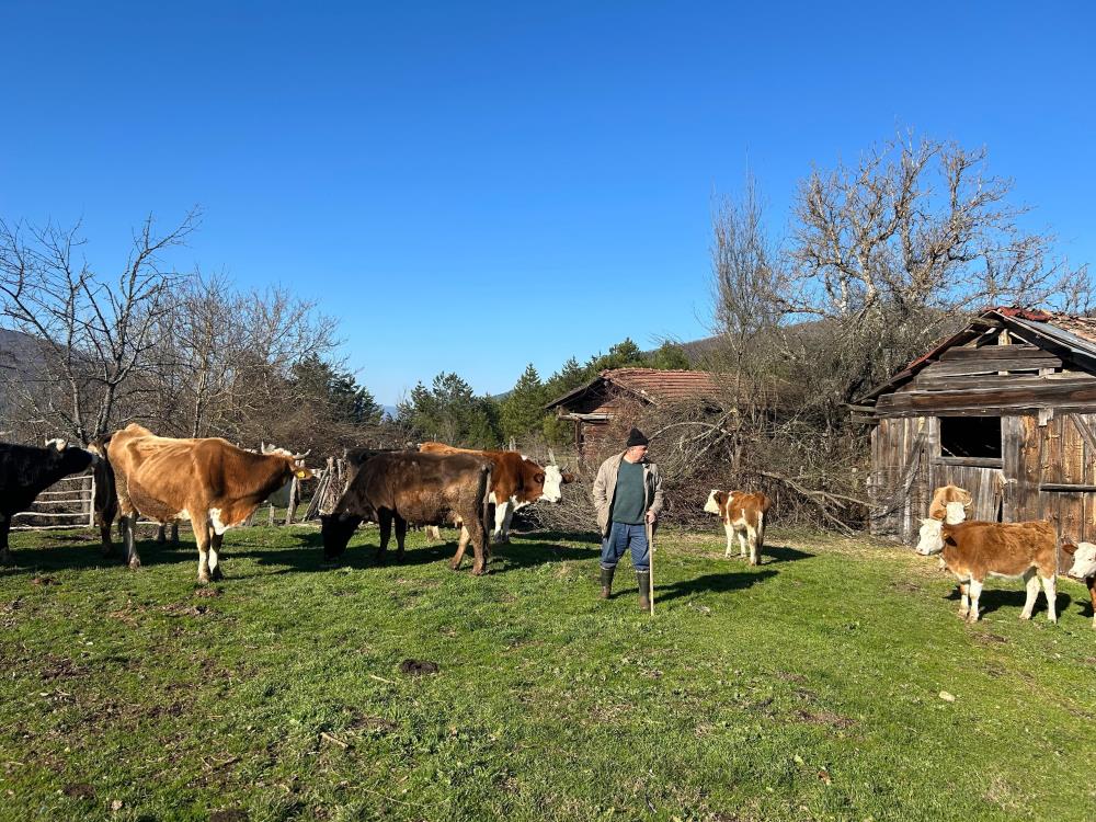 Bolu’da 4 Gündür Kayıp Olan Büyükbaş Hayvanlar Dronla Bulundu2