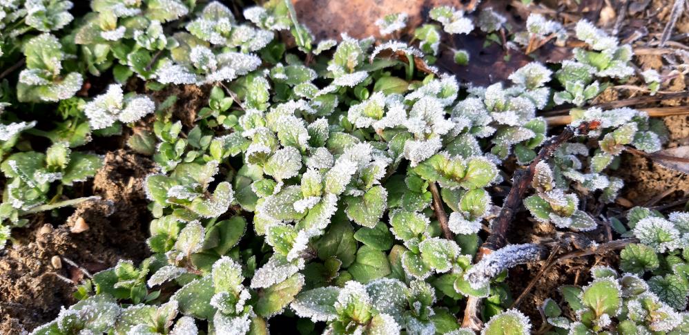 Mudurnu'da Hava Sıcaklığı Eksi 8 Dereceyi Gördü