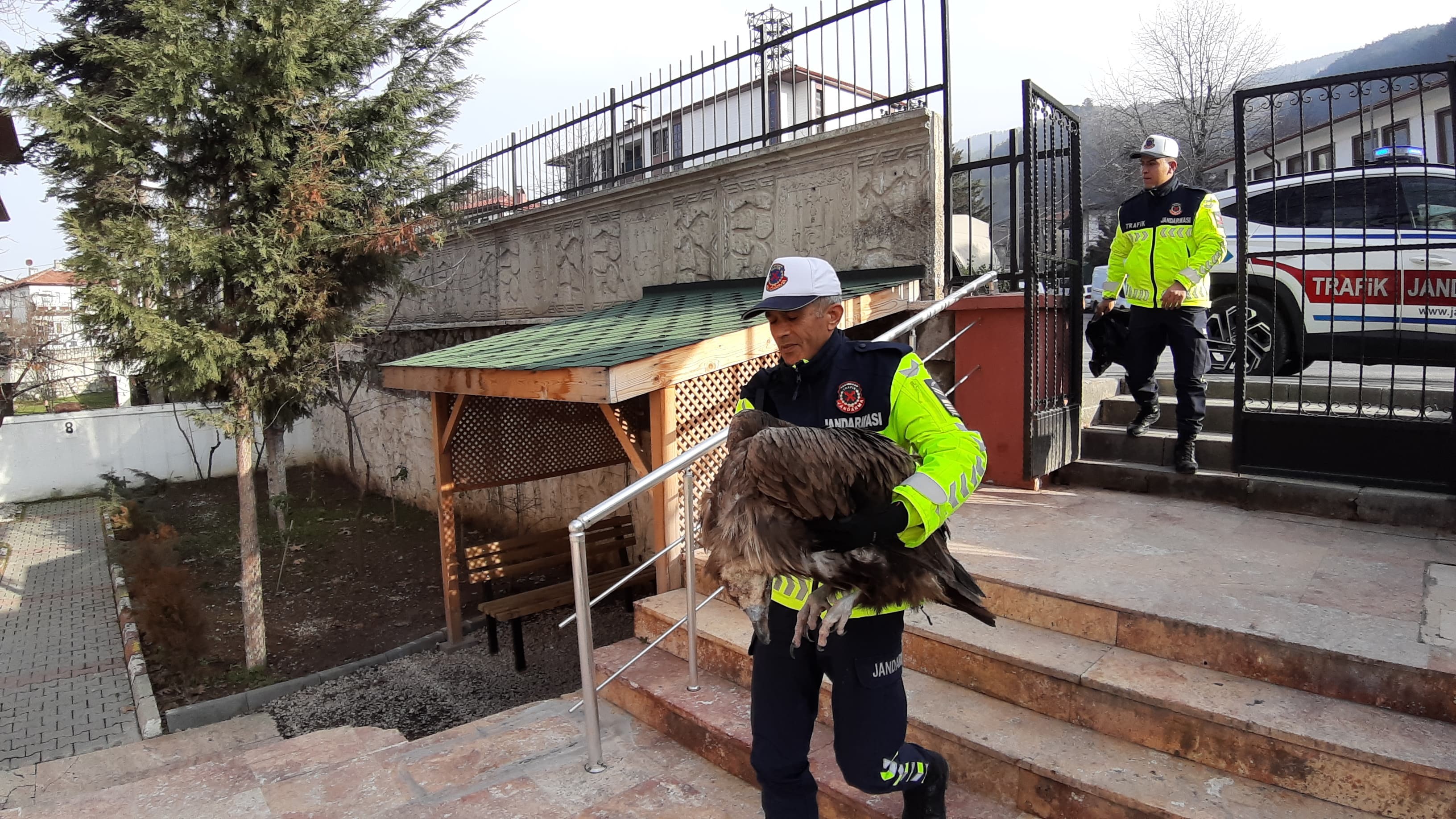 Ölmek Üzere Olan Yaralı Akbabanın Yardımına Jandarma Yetişti (4)