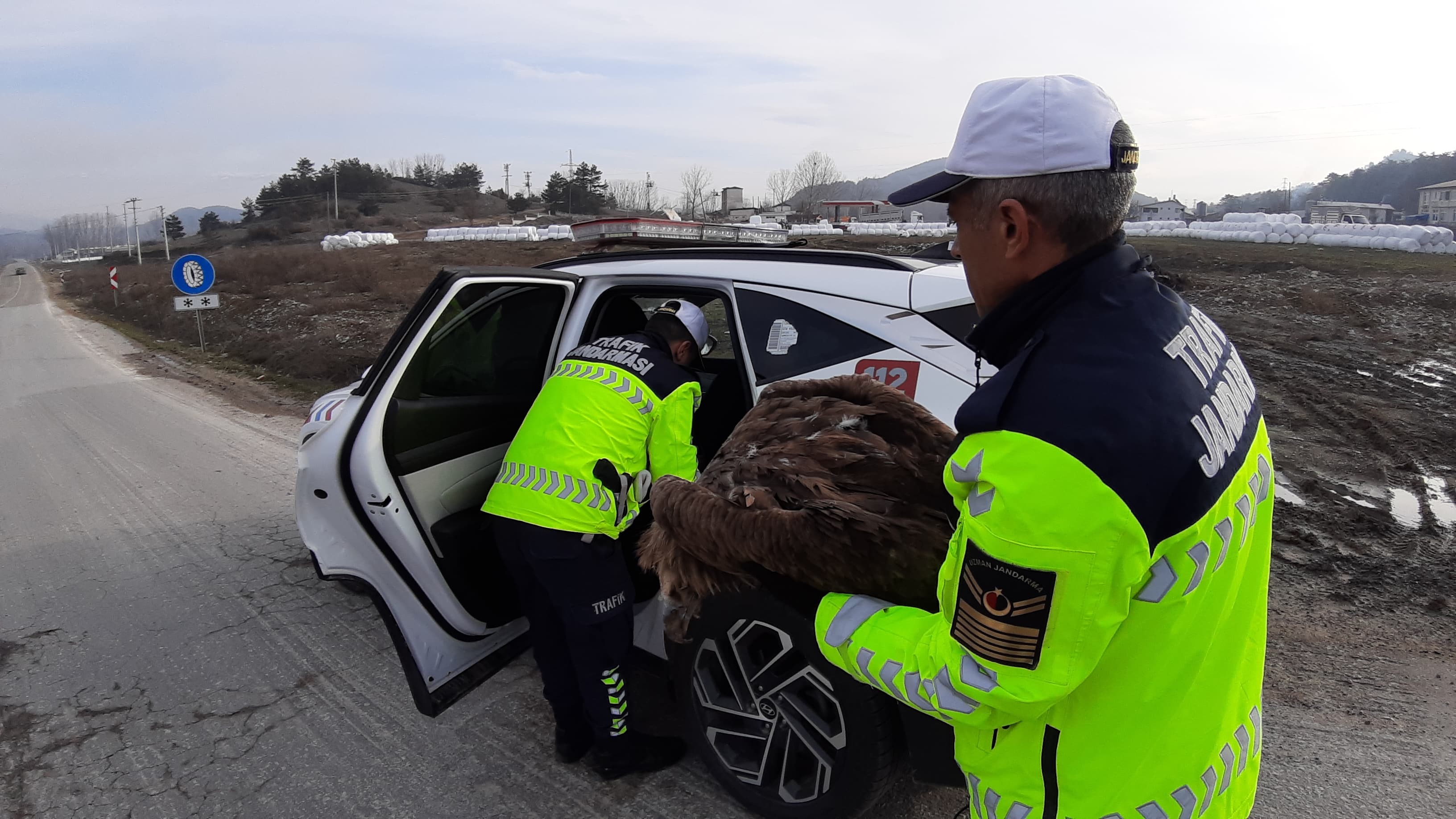 Ölmek Üzere Olan Yaralı Akbabanın Yardımına Jandarma Yetişti (6)