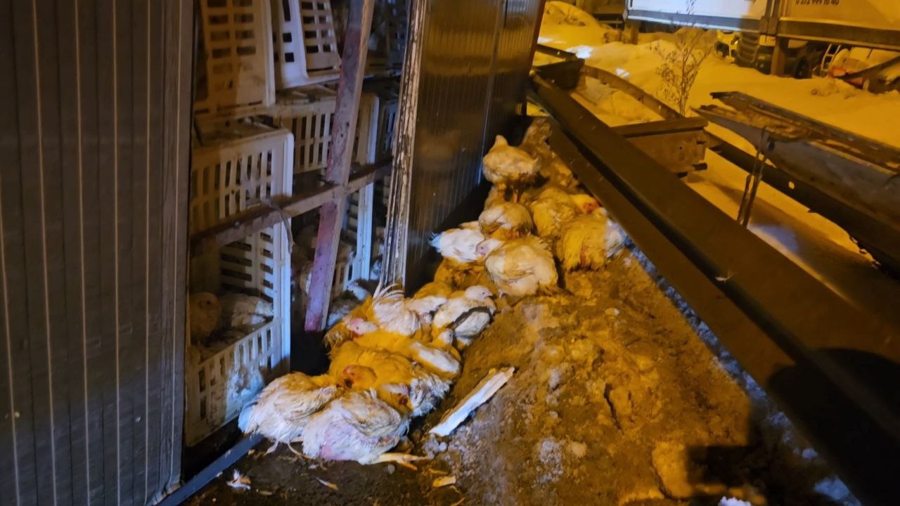 Zonguldak’tan Bolu’ya Gelen Canlı Tavuk Kamyonu Devrildi (3)