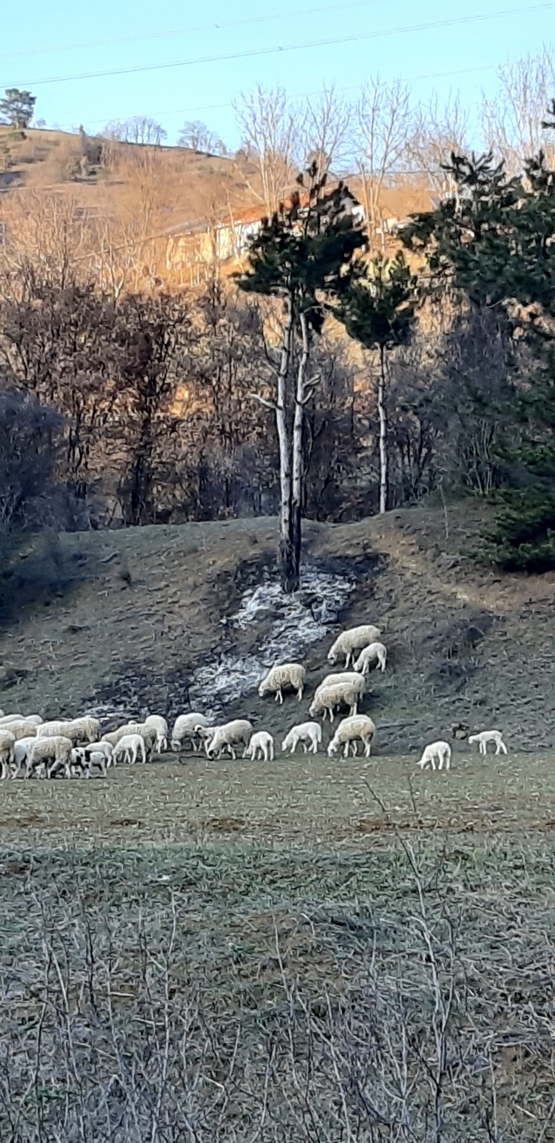 Boluda Orman Yangını (3)